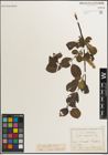Foto von Salix myrsinifolia Salisb.